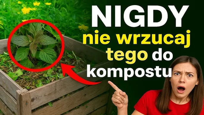 Zdjęcie Czy można sadzić w kompoście? Odkryj zagrożenia i najlepsze praktyki