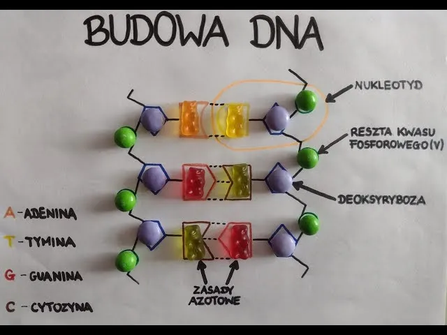 Zdjęcie Jak zrobić DNA na biologię - proste kroki i materiały do modelu