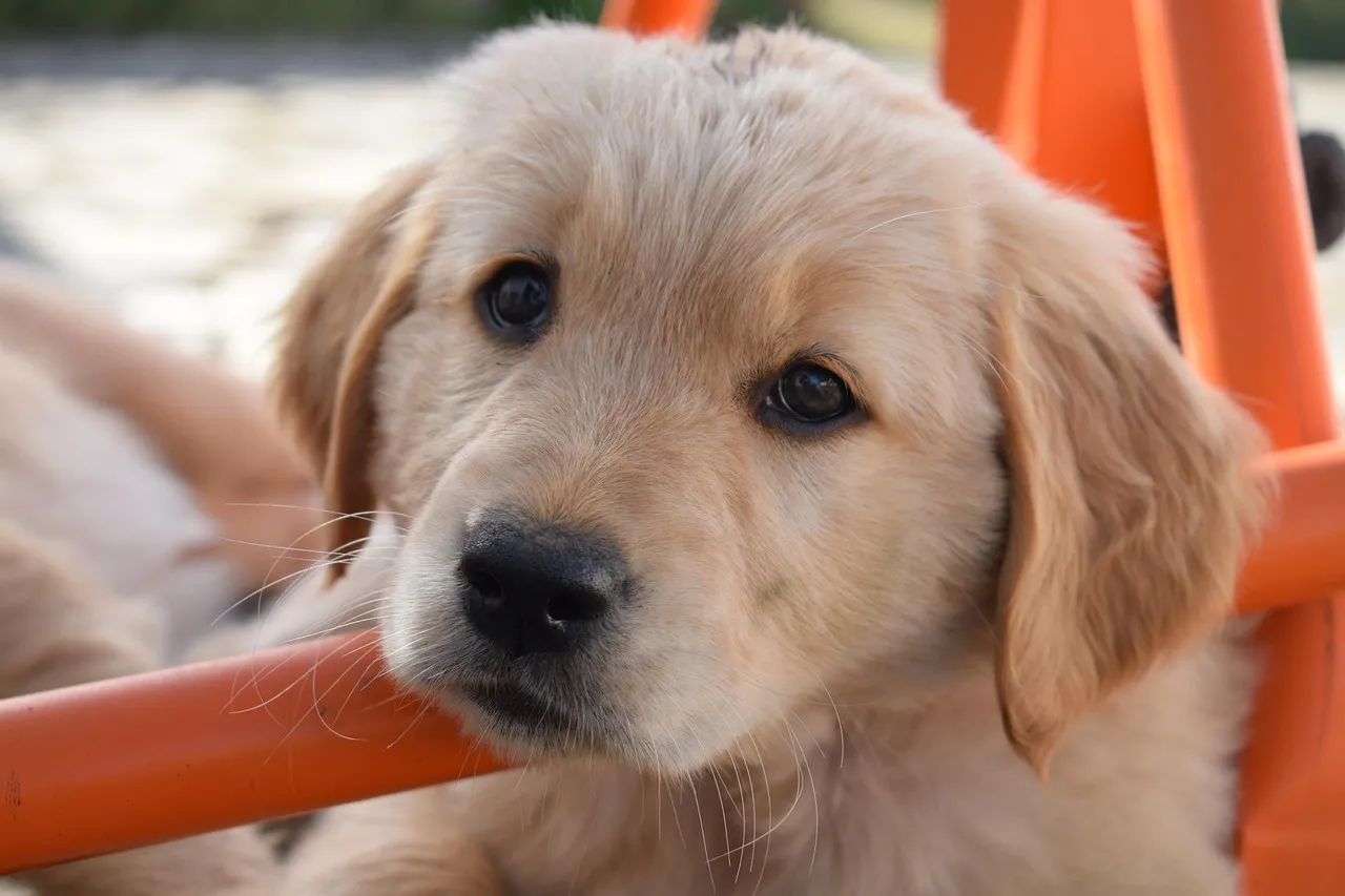 Zdjęcie Czy golden retriever nadaje się do bloku? Jak zadbać o jego potrzeby