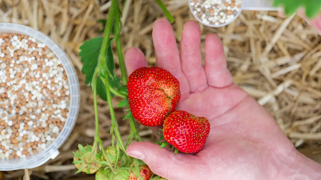 Zdjęcie Jaki nawóz na kwitnienie truskawek? Sprawdź najlepsze rozwiązania