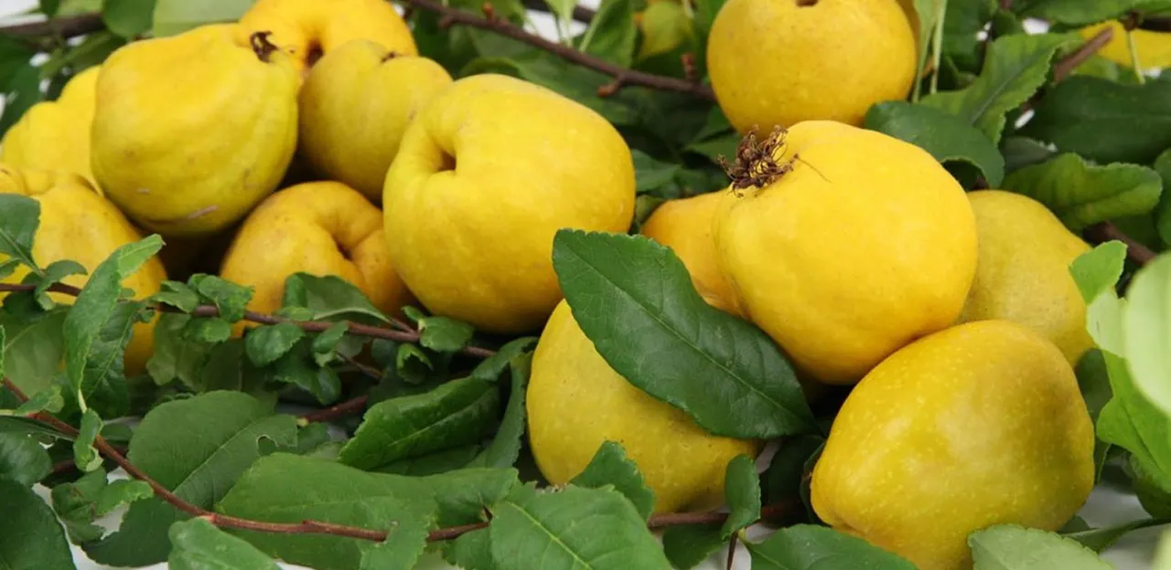 Zdjęcie Kiedy sadzić sadzonki pigwowca, aby uniknąć niepowodzeń w uprawie