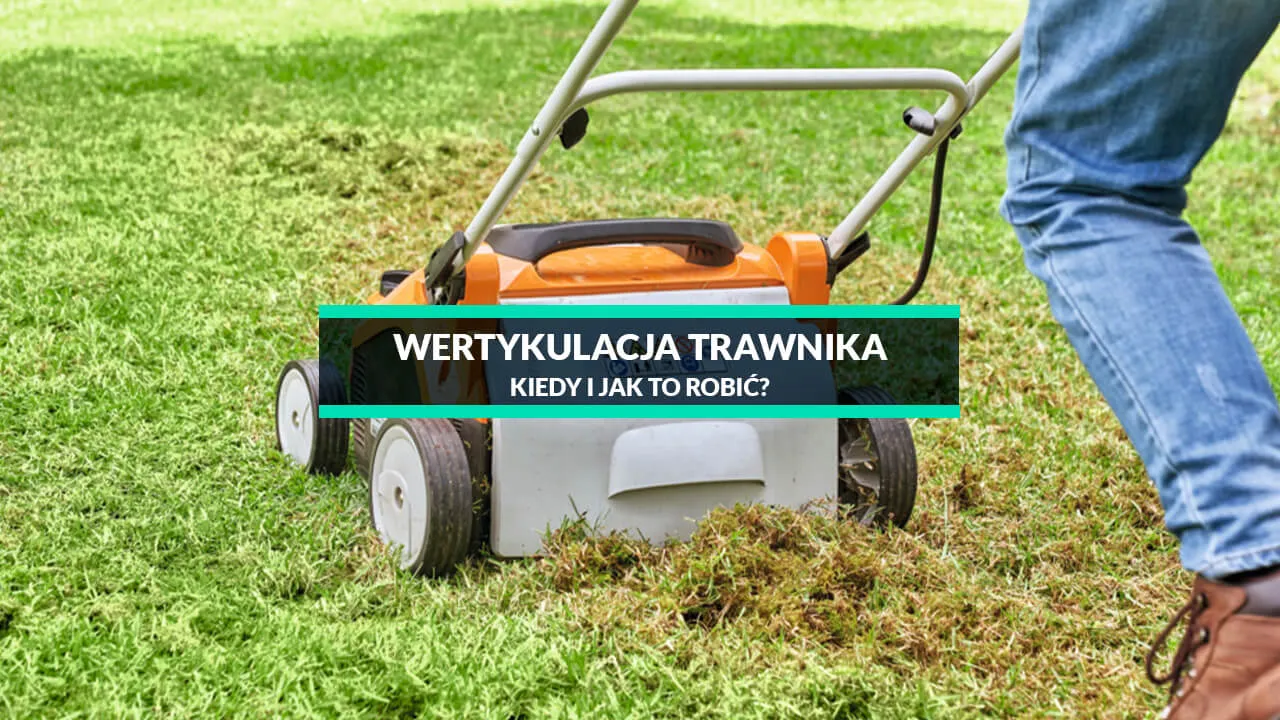 Zdjęcie Kiedy wykonywać wertykulację trawnika, aby uniknąć zniszczeń i cieszyć się pięknym trawnikiem
