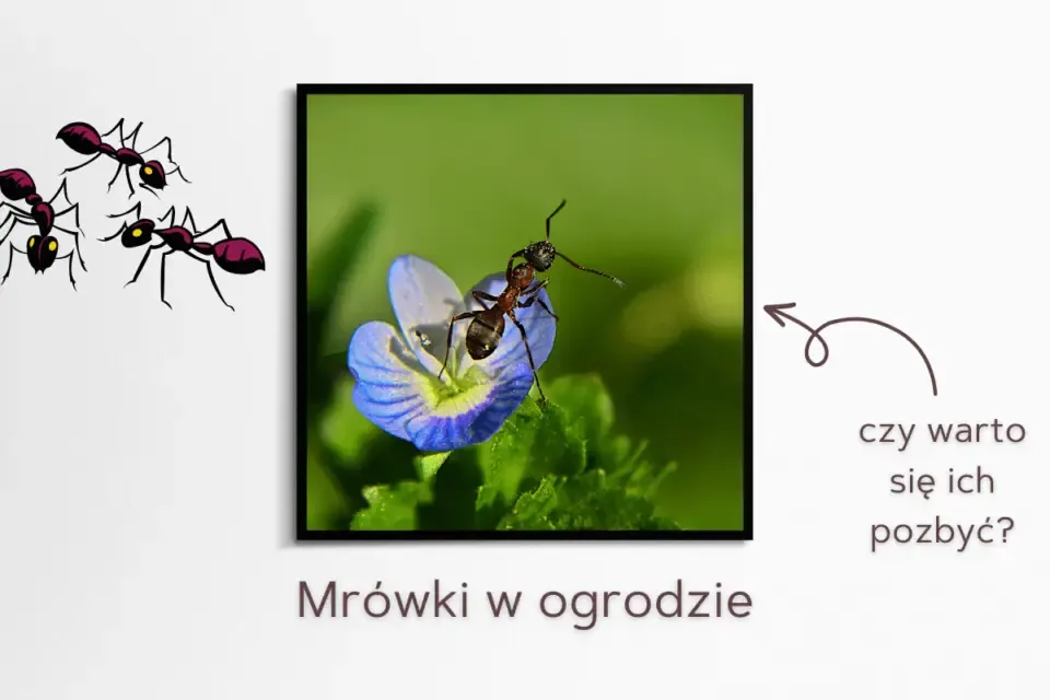 Zdjęcie Mrówki w ogrodzie: szkody i korzyści - jak kontrolować populację