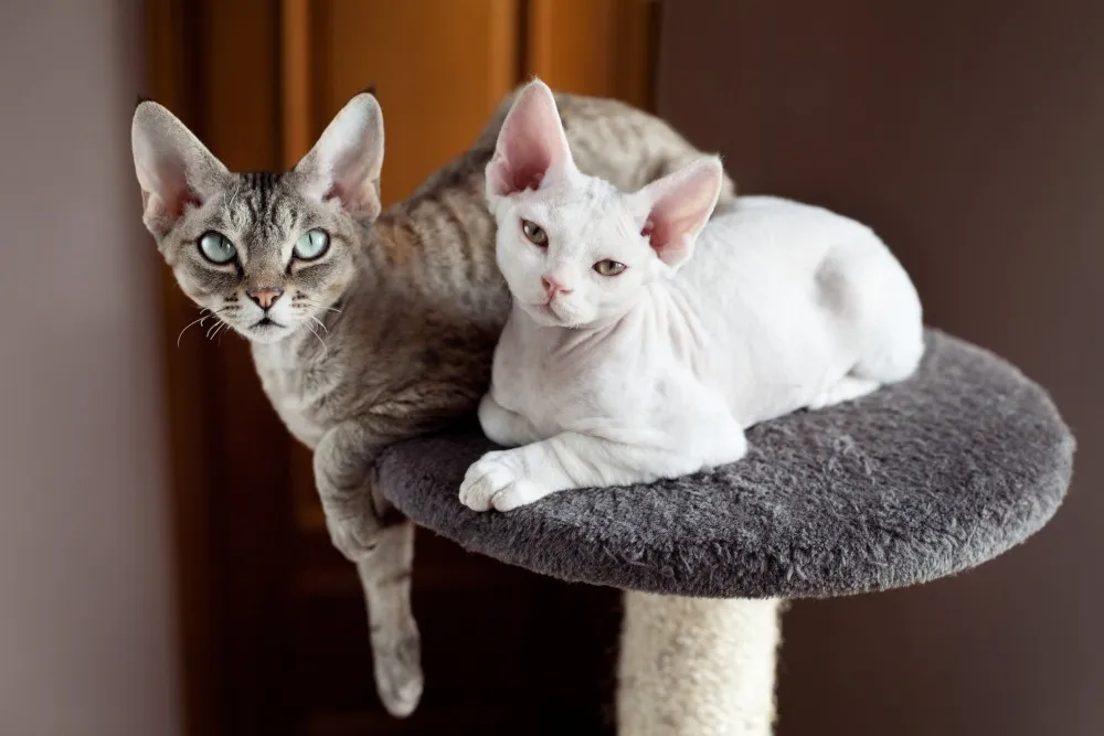 Zdjęcie Devon Rex kocięta - jak je wychować i gdzie je znaleźć?