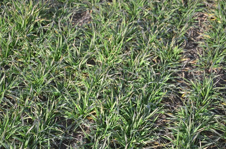 Zdjęcie Jaki nawóz pod zboża ozime jesienią, aby uniknąć słabszych plonów?