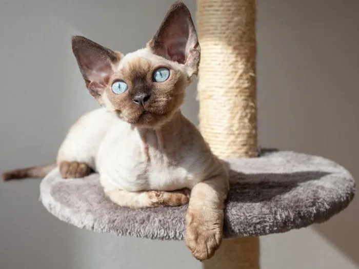 Zdjęcie Czy Devon Rex uczula? Poznaj prawdę o alergiach i kotach hipoalergicznych
