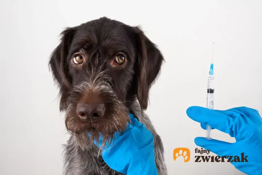 Zdjęcie Ile kosztuje zastrzyk antykoncepcyjny dla psa? Sprawdź ceny i opcje