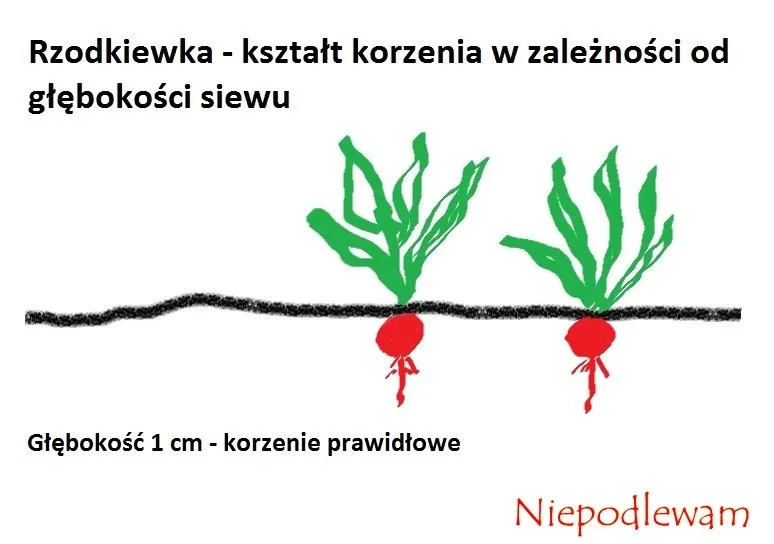 Zdjęcie Rzodkiewki kiedy siać - uniknij błędów w siewie i pielęgnacji