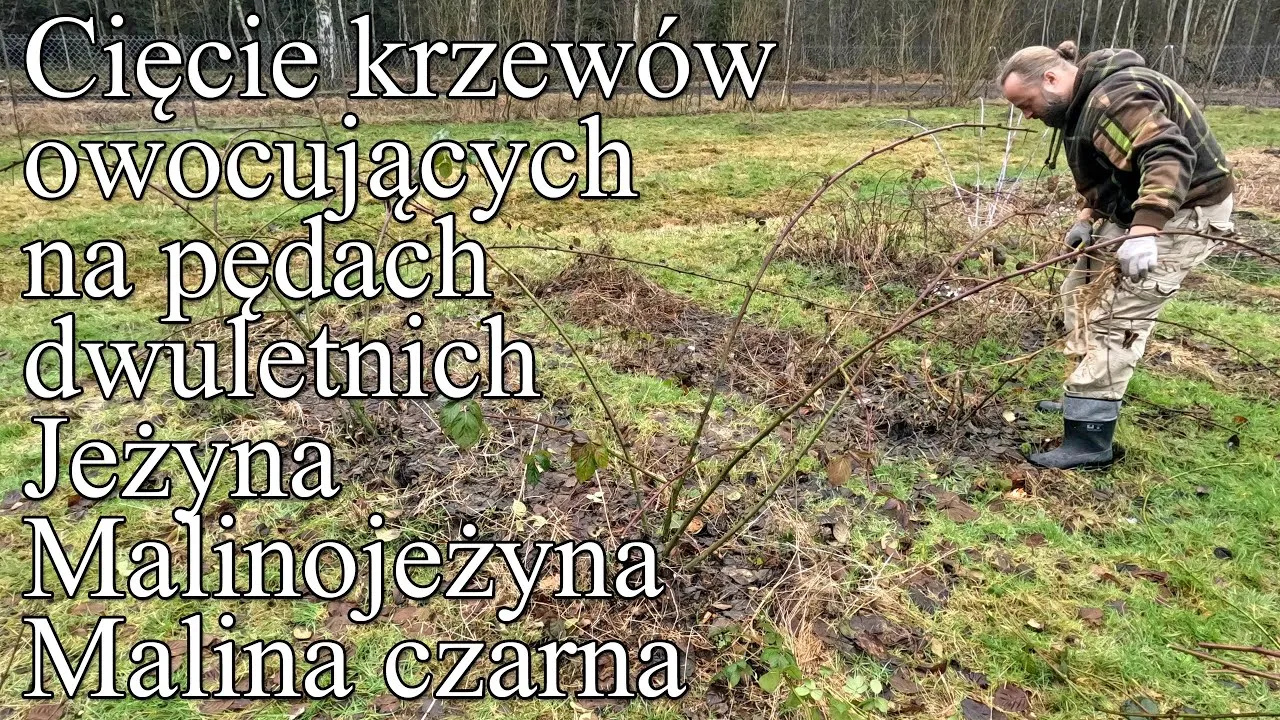 Zdjęcie Jak przycinać malinojeżyny, aby uniknąć błędów i cieszyć się plonami