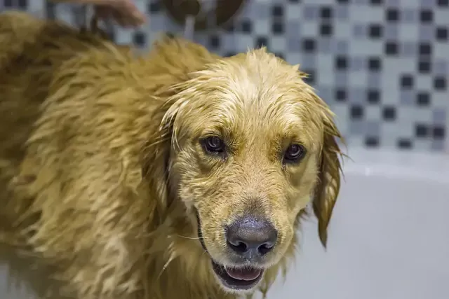 Zdjęcie Jak dbać o golden retrievera, aby był zdrowy i szczęśliwy