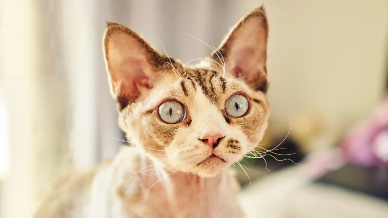 Zdjęcie Umaszczenie Devon Rex: Odkryj różnorodność kolorów i wzorów