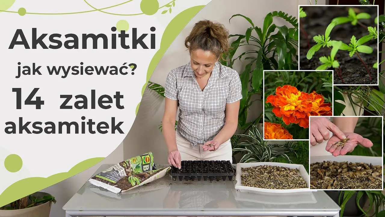 Zdjęcie Jak gęsto sadzić aksamitki, aby uniknąć problemów z ich wzrostem