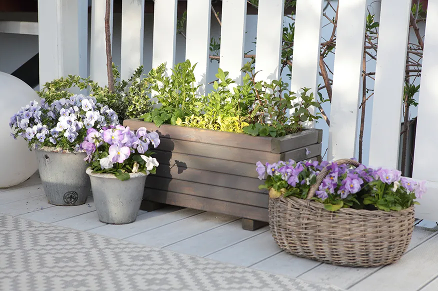 Zdjęcie Jakie kwiaty na taras? Inspiracje i porady na piękny balkon