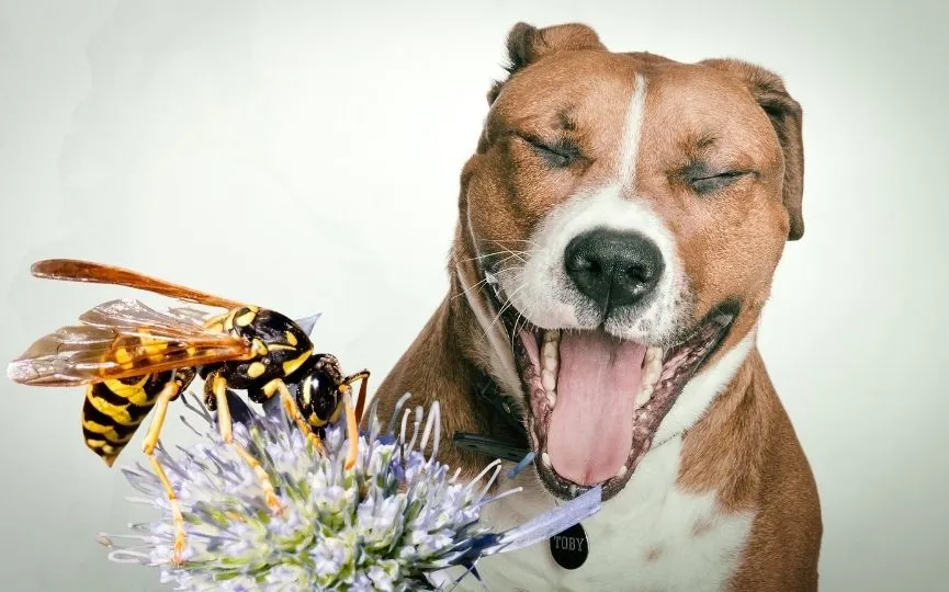 Zdjęcie Cómo actuar si a mi perro le ha picado una avispa para evitar complicaciones