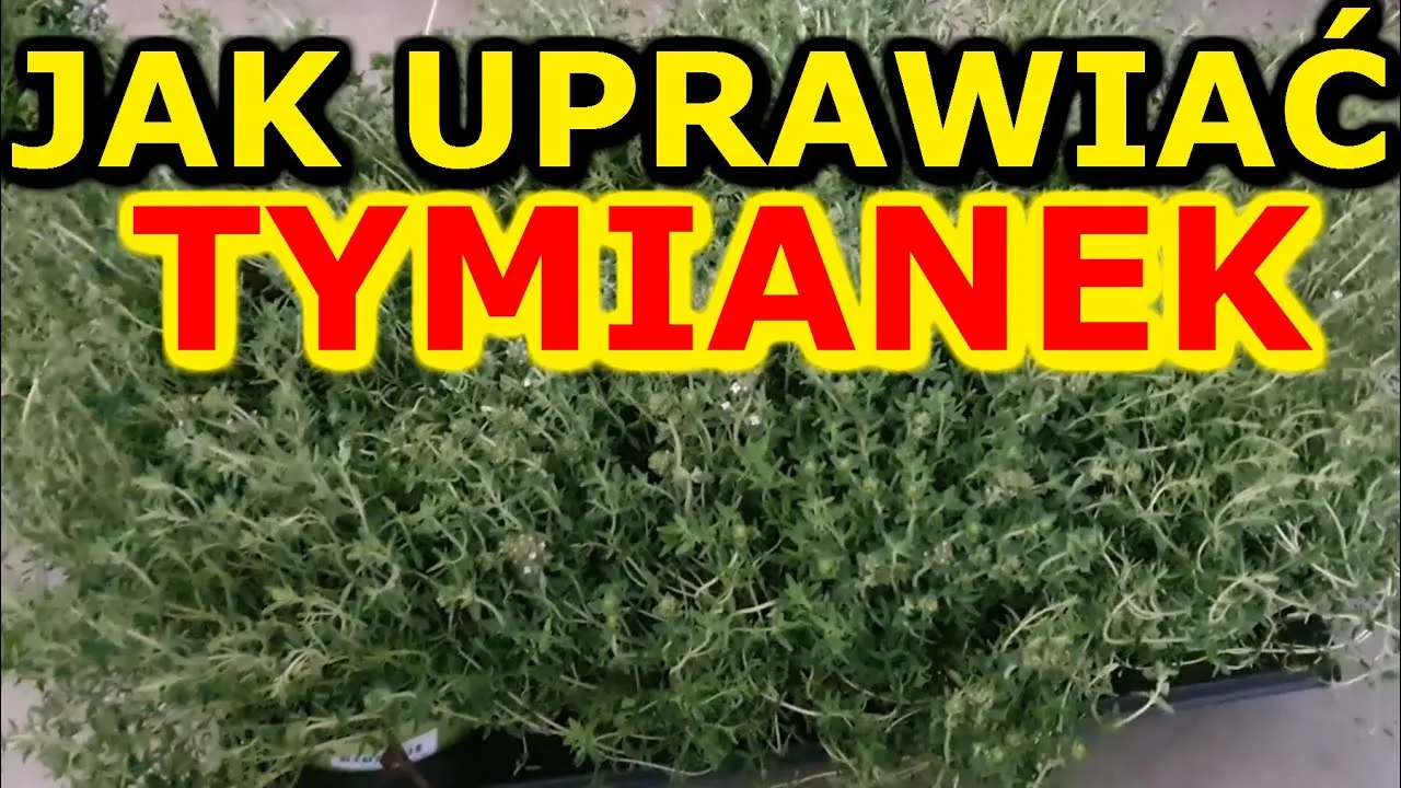 Zdjęcie Tymianek jak uprawiać - sprawdzone metody na zdrowe zioła w ogrodzie