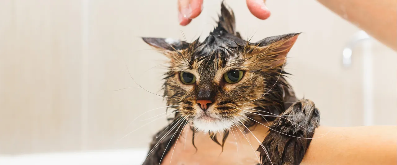 Zdjęcie Czy można myć kota szamponem dla psa? Uważaj na zdrowie swojego pupila