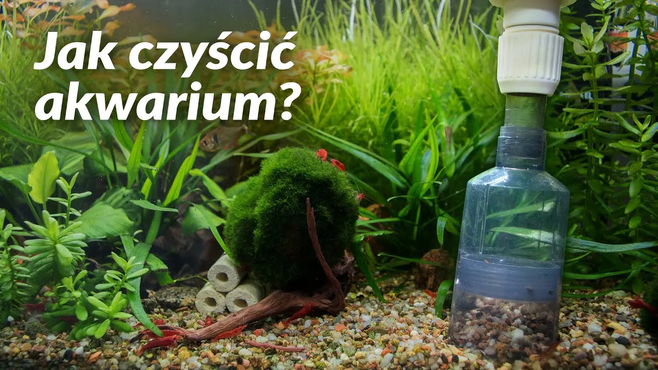 Zdjęcie Jak czyścić akwarium: 7 skutecznych kroków dla zdrowych ryb