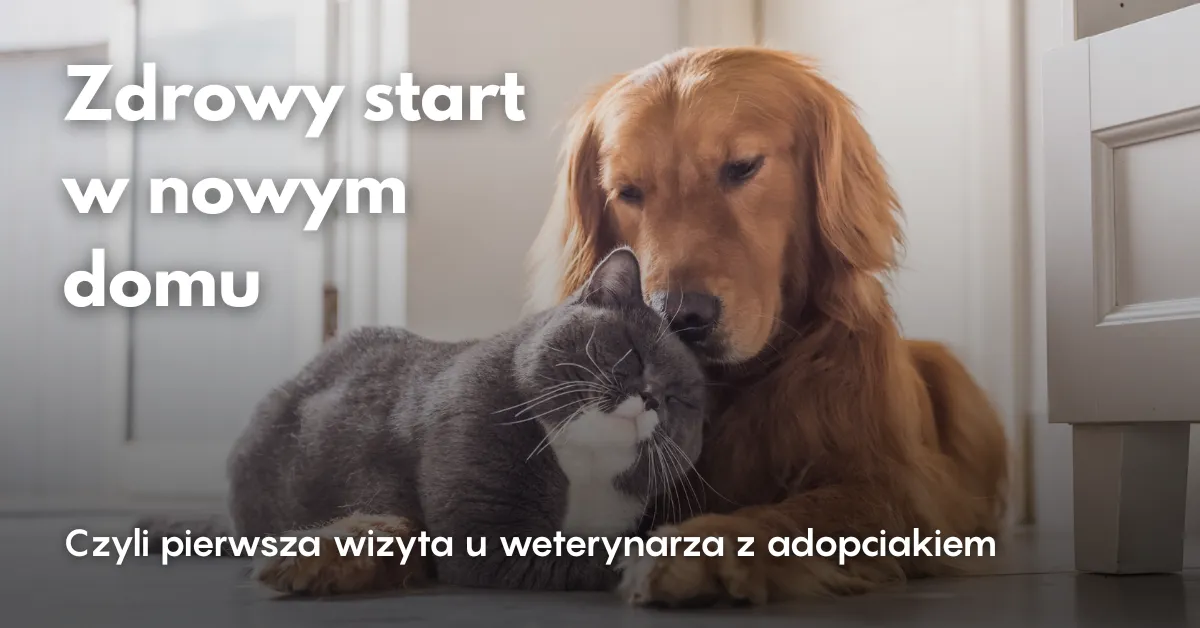 Zdjęcie Kiedy pierwsza wizyta u weterynarza z psem, aby uniknąć problemów zdrowotnych