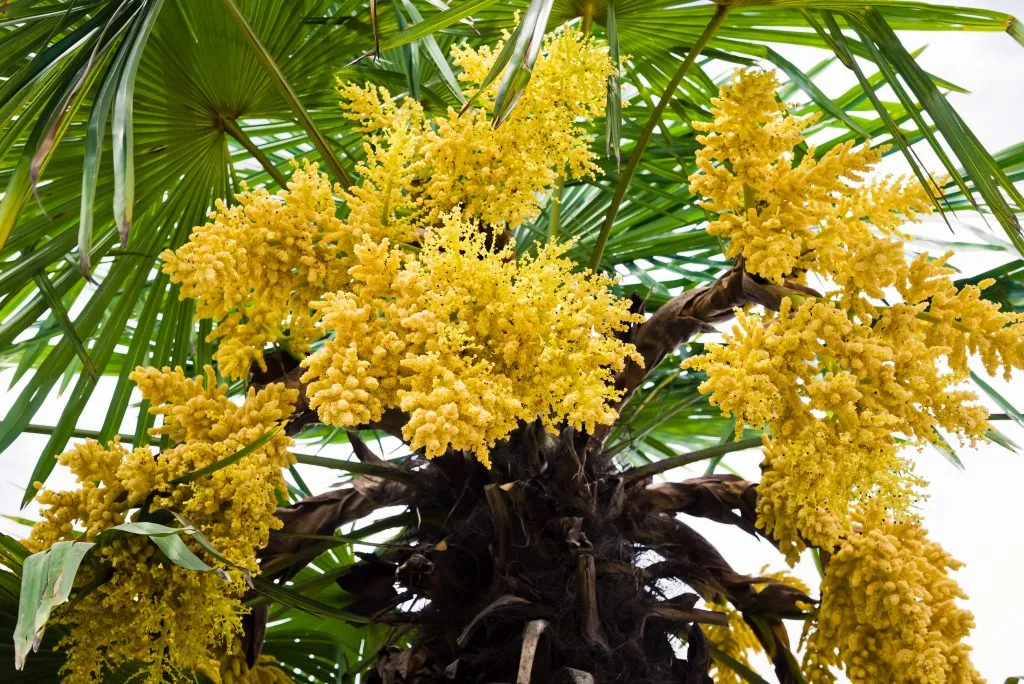 Zdjęcie Kwitnąca palma w domu? Jak to osiągnąć i kiedy się spodziewać