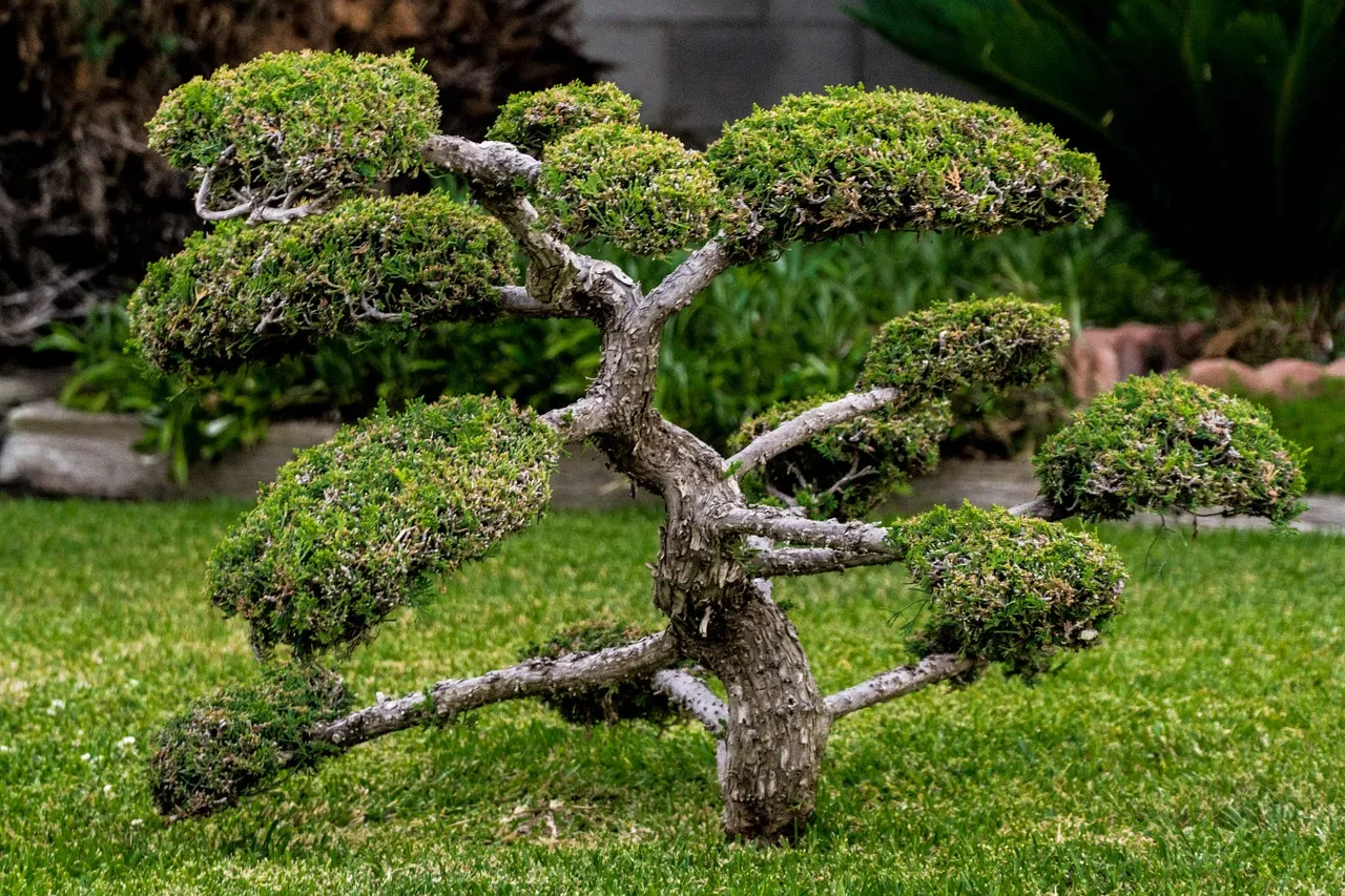 Zdjęcie Jakie drzewko na bonsai do ogrodu? Najlepsze gatunki i pielęgnacja.