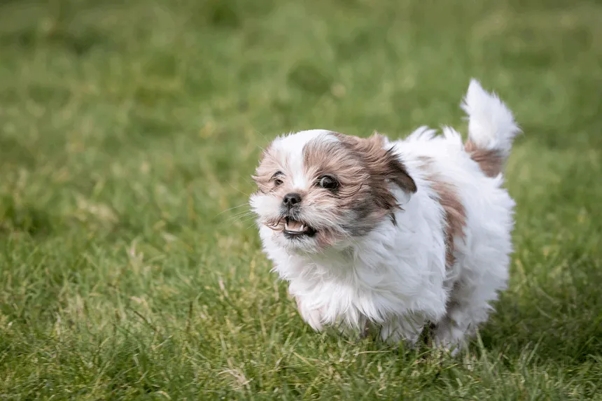 Zdjęcie Czy shih tzu uczula? Odkryj prawdę o alergiach i psach