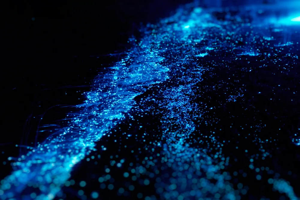 Zdjęcie Morze gwiazd gdzie jest – odkryj najpiękniejsze miejsca na Malediwach