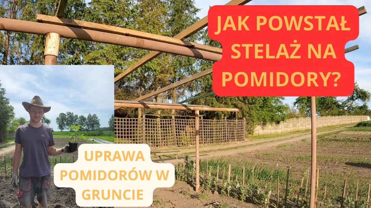 Zdjęcie Jak prowadzić pomidory w gruncie: 5 kluczowych zasad uprawy