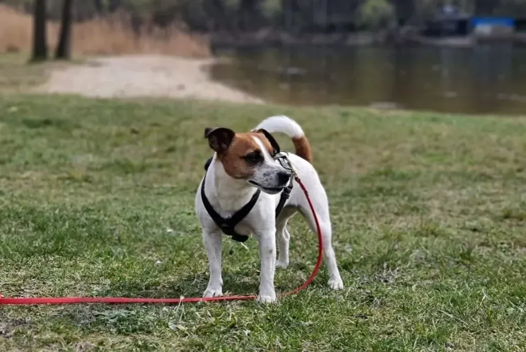 Zdjęcie Jak założyć szelki dla psa - proste kroki, które ułatwią życie