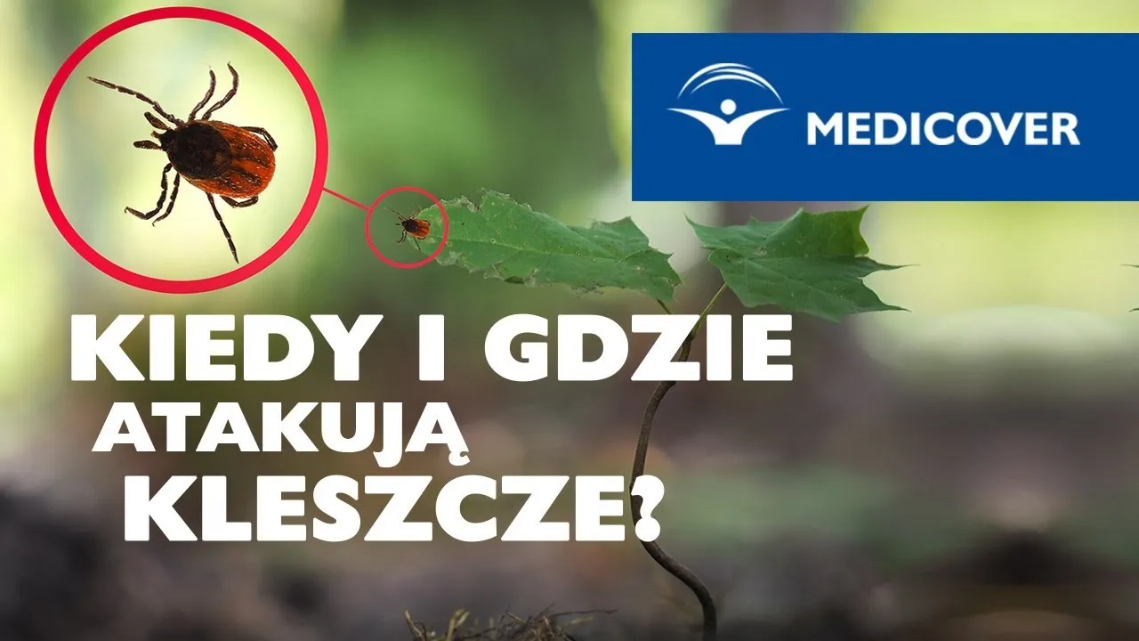 Zdjęcie Kiedy atakują kleszcze? Sezon aktywności i jak uniknąć niebezpieczeństwa