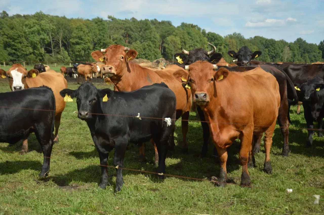 Zdjęcie Ceny byk&oacute;w 2026: Ile zarobisz? Sprawdź aktualne stawki i prognozy