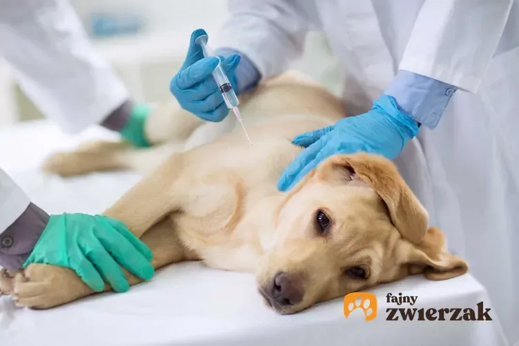 Zdjęcie Ile kosztuje uśpienie psa u weterynarza? Ceny i ważne informacje
