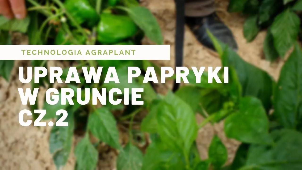 Zdjęcie Jak uprawiać paprykę w gruncie: 5 kluczowych kroków do sukcesu