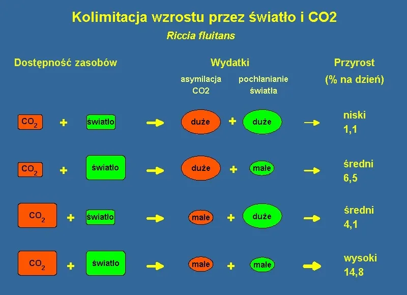 Zdjęcie Czy warto wprowadzać CO2 w akwarium? Odkryj kluczowe korzyści