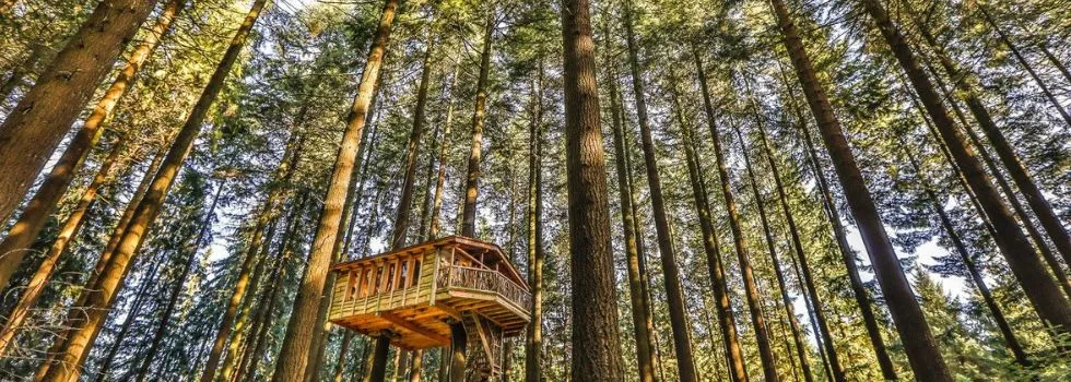 Zdjęcie La Monta&ntilde;a M&aacute;gica: caba&ntilde;as en los &aacute;rboles para tu escapada so&ntilde;ada