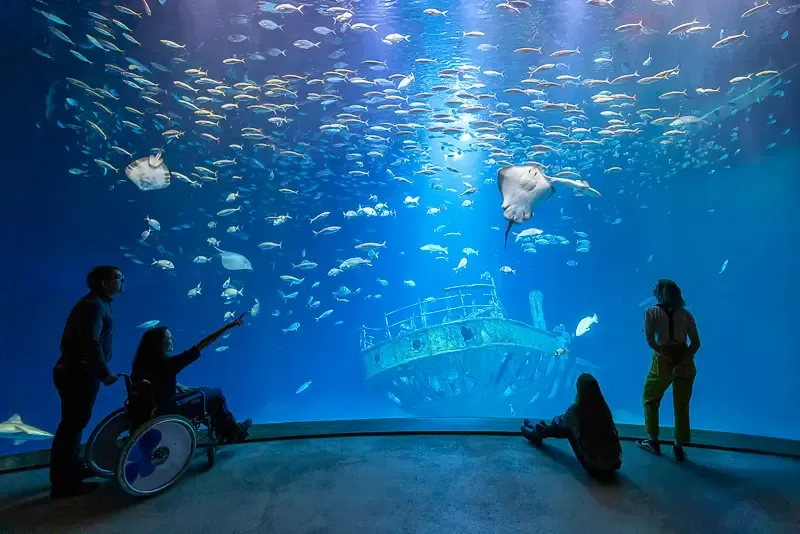 Zdjęcie Najlepsze oceanaria w Węgrzech: co warto zobaczyć i zwiedzić