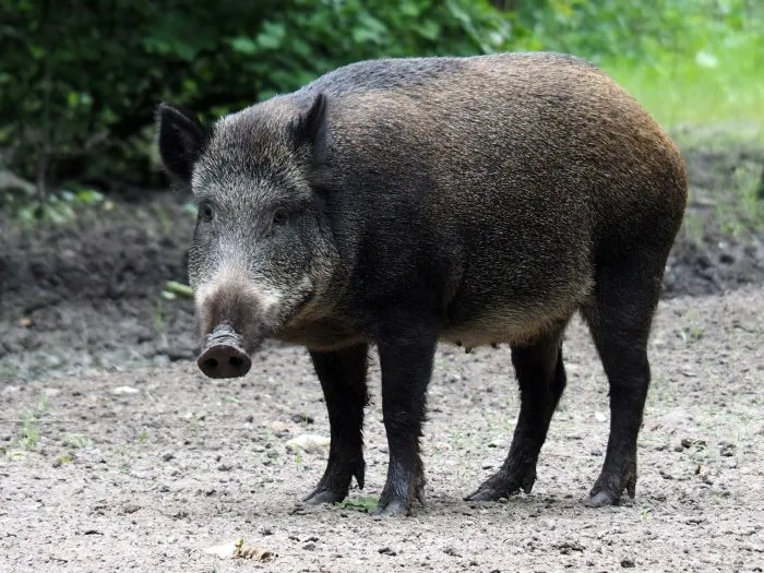 Zdjęcie Jakie zwierzęta żyją w lesie? Odkryj fascynującą faunę Polski