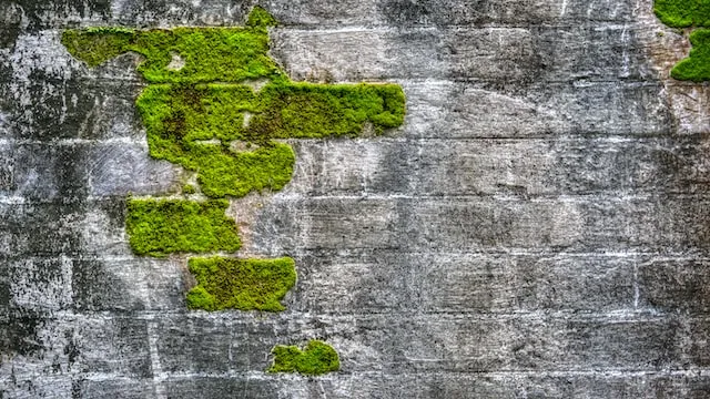 Zdjęcie Dlaczego elewacja zielenieje? Odkryj przyczyny i skuteczne rozwiązania