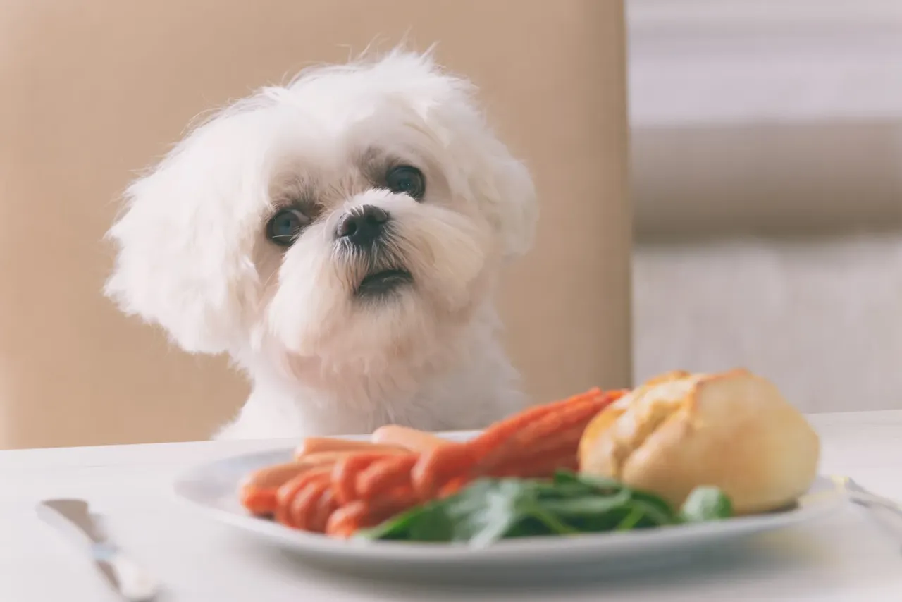 Zdjęcie Czy pies może jeść bigos? Dowiedz się, dlaczego to niebezpieczne dla zdrowia.