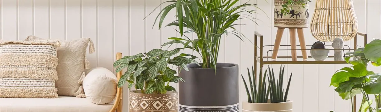 Zdjęcie Macetas decorativas que transformarán tu hogar y jardín con estilo