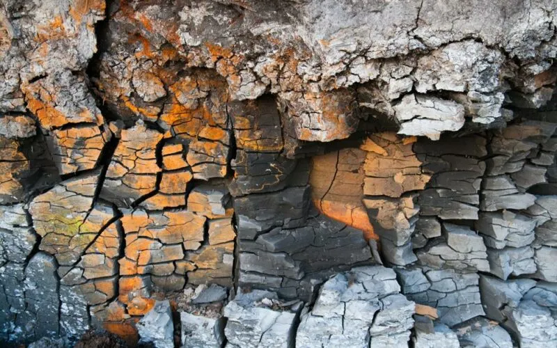 Zdjęcie Jak wyczyścić łyżeczki od herbaty: 5 skutecznych metod
