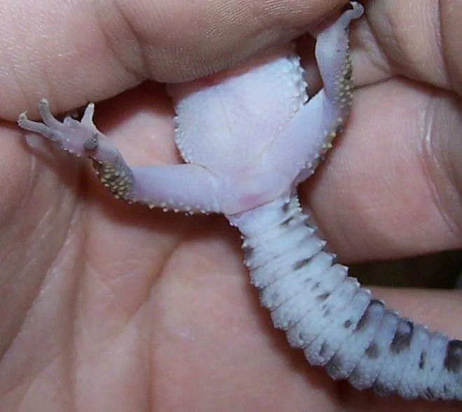 Zdjęcie Jak rozpoznać płeć gekona orzęsionego - uniknij błędów przy identyfikacji