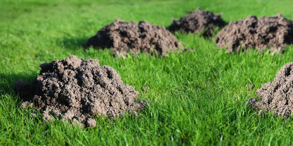 Zdjęcie Jak złapać kreta łopatą i uniknąć nieudanych prób w ogrodzie