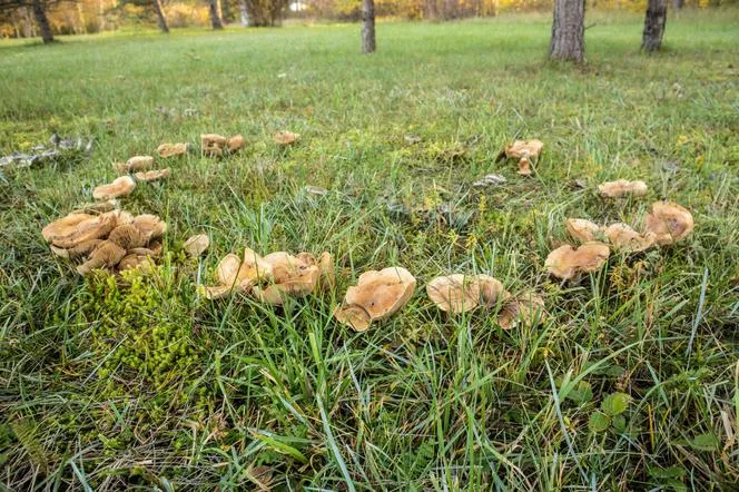 Zdjęcie Jak skutecznie pozbyć się grzybów w ogrodzie: 5 sprawdzonych metod