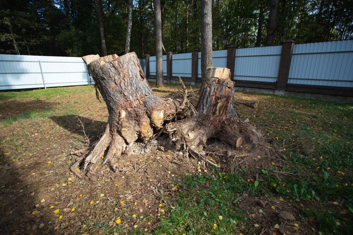 Zdjęcie Jak uzyskać pozwolenie na wycięcie drzewa - uniknij problemów prawnych