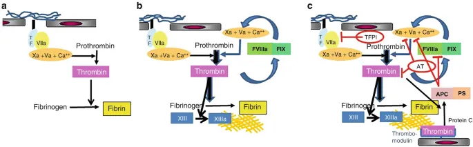 Zdjęcie Hämophilie Diagnostik im Labor: Wichtige Tests und Verfahren erklärt