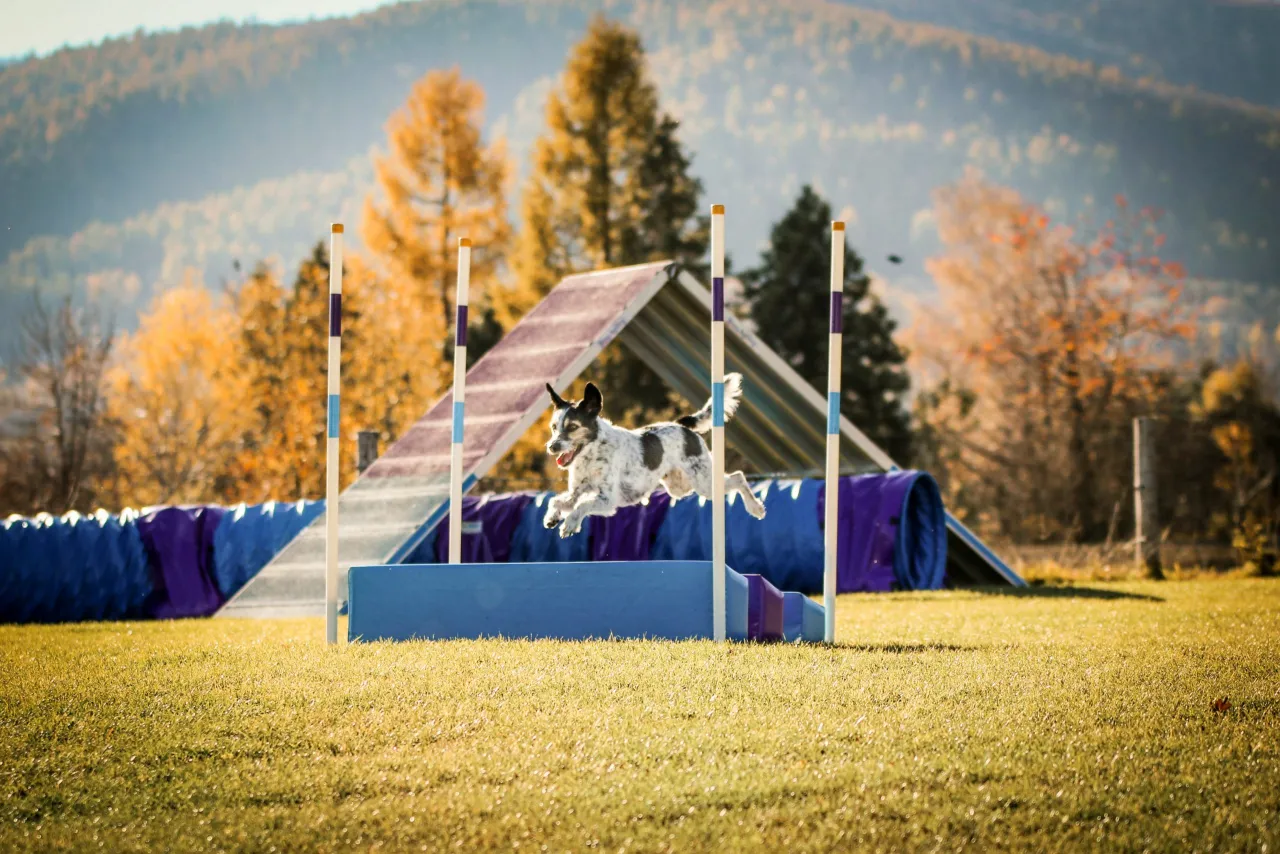 Zdjęcie Klasa agility 0: kompletny poradnik dla psich sportowców na start
