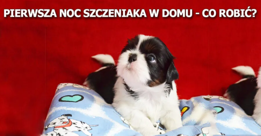 Zdjęcie Kiedy szczeniak przesypia noc? Odkryj, jak to przyspieszyć