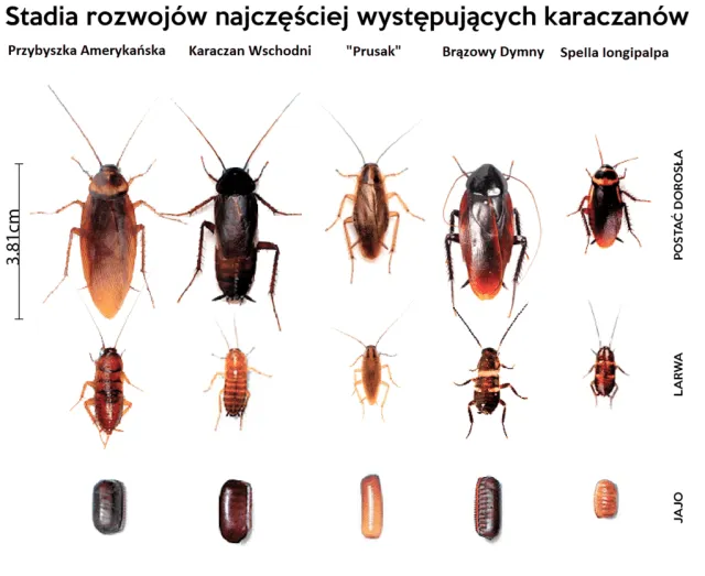 Zdjęcie Jak prusaki się rozmnażają i jak z nimi skutecznie walczyć
