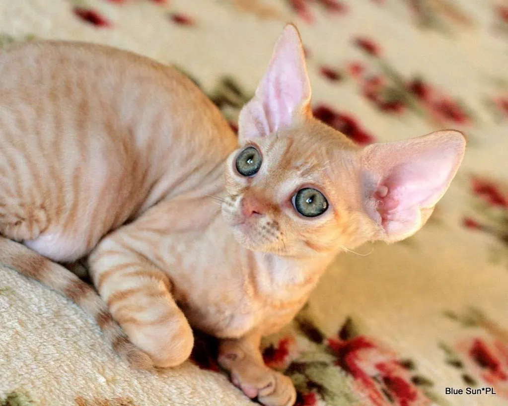 Zdjęcie Devon Rex w Warszawie - najlepsze hodowle i kocięta do adopcji