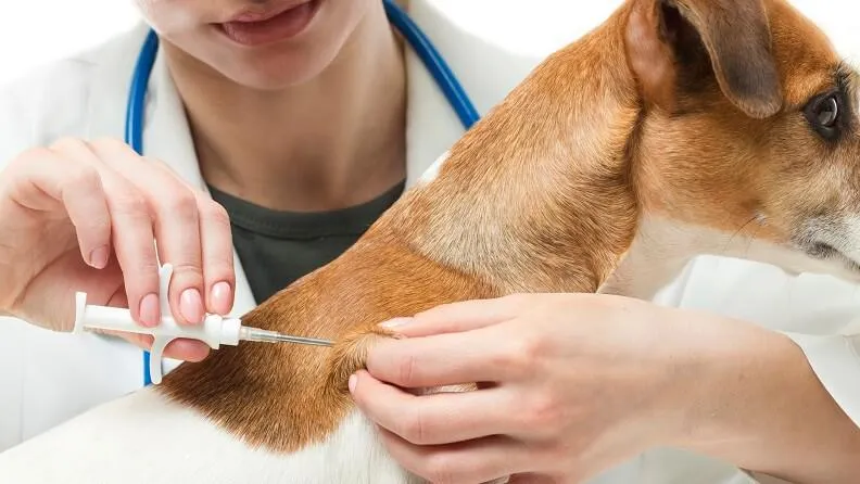Zdjęcie Was kostet ein Chip für den Hund? Preise und wichtige Infos im Überblick